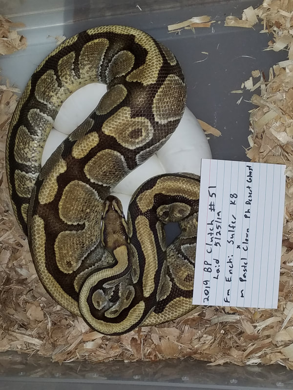 2019 Page 3 Clutch Records Ball Python