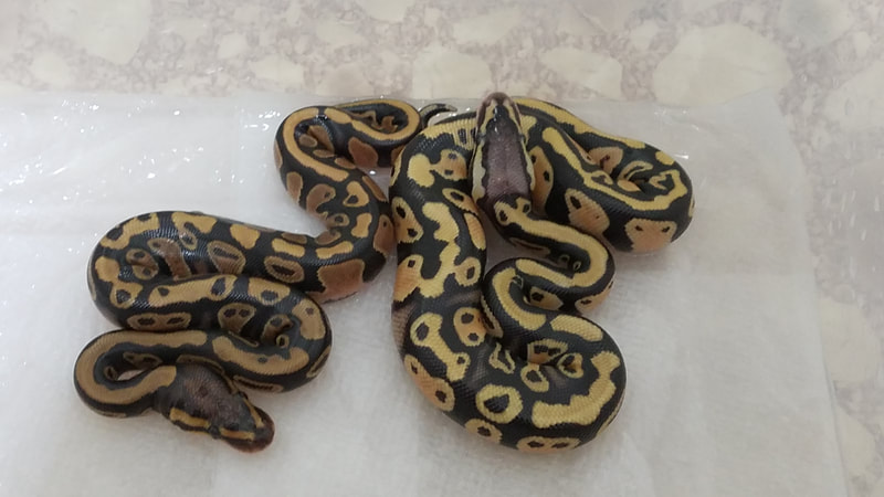 2019 Page 5 Clutch Records Ball Python