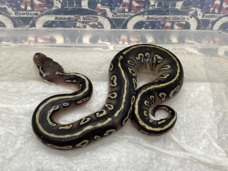 2022 Page 4 Ball Python Clutch Records