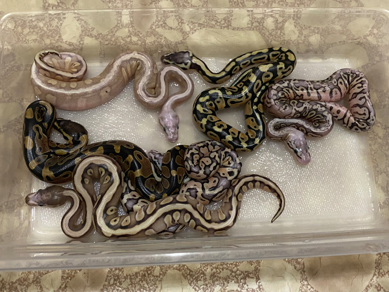2022 Page 1 Ball Python Clutch Records