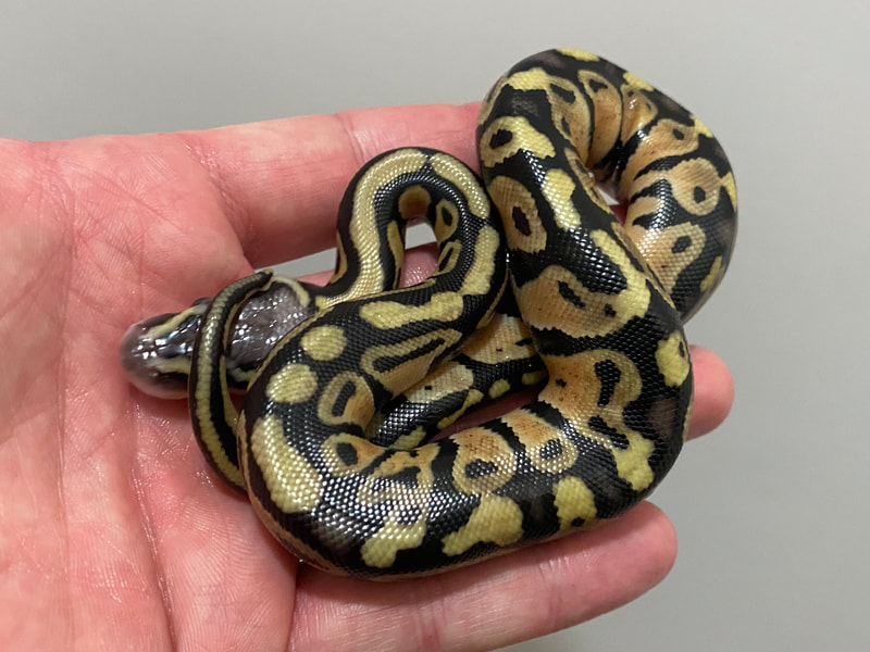 2022 Page 1 Ball Python Clutch Records