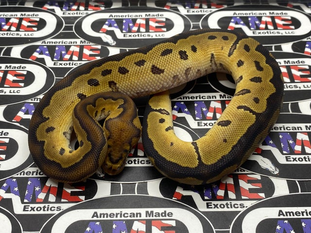 All Available Ball Pythons For Sale