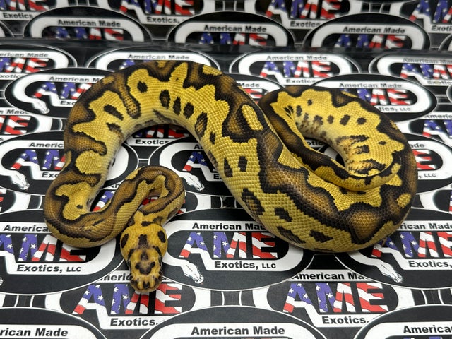 Pied Ball Pythons For Sale